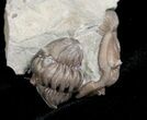 Double Flexicalymene Trilobite from Ohio - D #5912-2